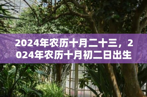 2024年农历十月二十三，2024年农历十月初二日出生的男孩五行命运如何