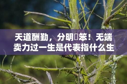 天道酬勤，分明搵笨！无端卖力过一生是代表指什么生肖，成语释义解释落实插图