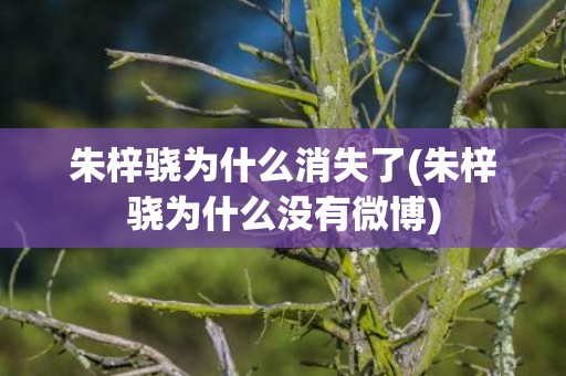 朱梓骁为什么消失了(朱梓骁为什么没有微博)