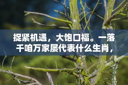 捉紧机遇，大饱口福。一落千咱万家屡代表什么生肖，成语释义解释落实