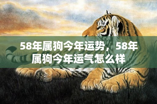 58年属狗今年运势，58年属狗今年运气怎么样