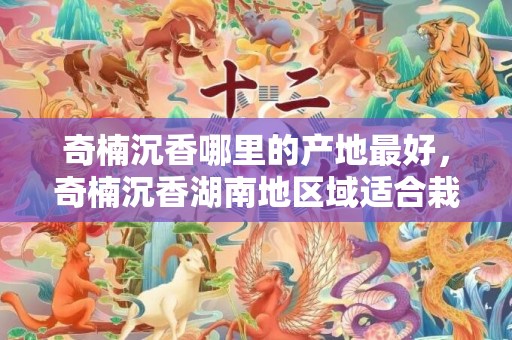 奇楠沉香哪里的产地最好，奇楠沉香湖南地区域适合栽吗