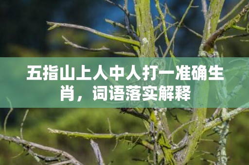 五指山上人中人打一准确生肖，词语落实解释插图