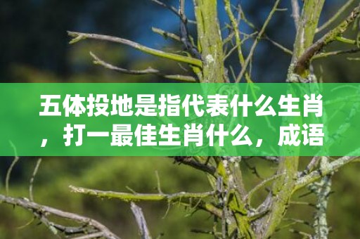 五体投地是指代表什么生肖，打一最佳生肖什么，成语解释落实释义插图