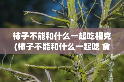 柿子不能和什么一起吃相克(柿子不能和什么一起吃 食物相克表)