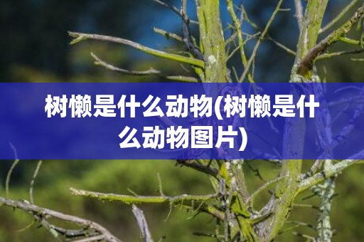 树懒是什么动物(树懒是什么动物图片)