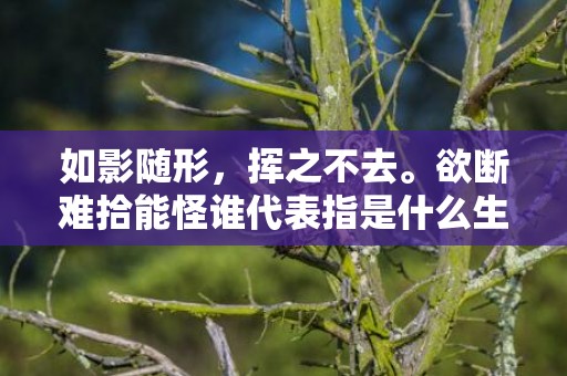 如影随形，挥之不去。欲断难拾能怪谁代表指是什么生肖，成语释义解释落实