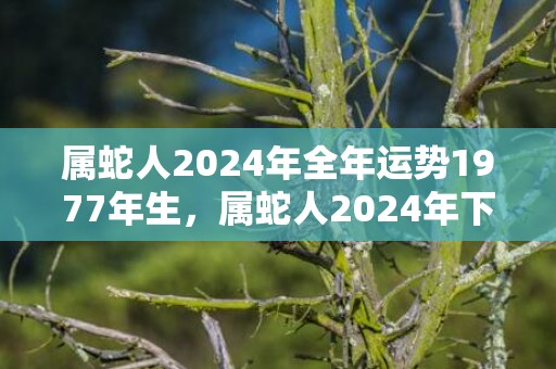 属蛇人2024年全年运势1977年生，属蛇人2024年下半年运势运程
