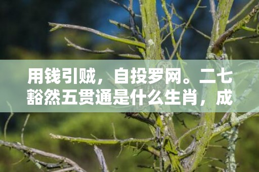 用钱引贼，自投罗网。二七豁然五贯通是什么生肖，成语释义解释落实