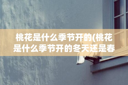 桃花是什么季节开的(桃花是什么季节开的冬天还是春天)