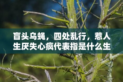 盲头乌蝇，四处乱行，惹人生厌失心疯代表指是什么生肖，成语释义解释落实插图