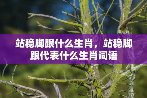 站稳脚跟什么生肖，站稳脚跟代表什么生肖词语