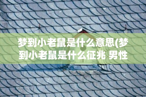 梦到小老鼠是什么意思(梦到小老鼠是什么征兆 男性)