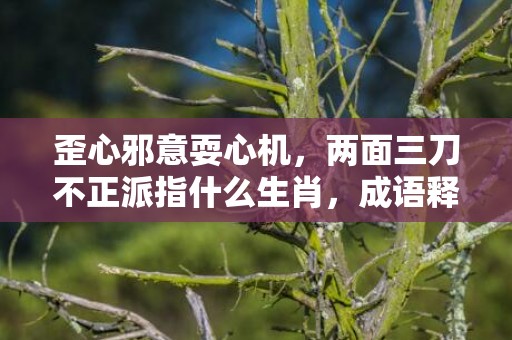 歪心邪意耍心机，两面三刀不正派指什么生肖，成语释义解释落实
