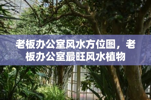 老板办公室风水方位图，老板办公室最旺风水植物
