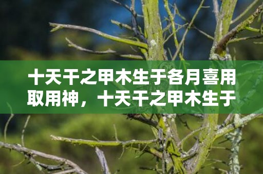 十天干之甲木生于各月喜用取用神，十天干之甲木生于各月取用详解