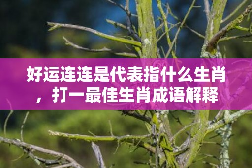 好运连连是代表指什么生肖，打一最佳生肖成语解释