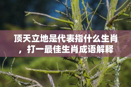 顶天立地是代表指什么生肖，打一最佳生肖成语解释
