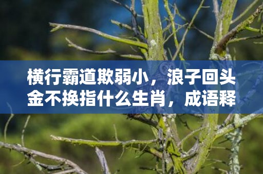 横行霸道欺弱小，浪子回头金不换指什么生肖，成语释义解释落实