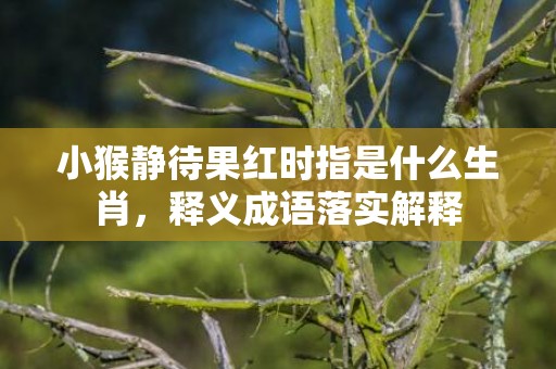 小猴静待果红时指是什么生肖，释义成语落实解释插图