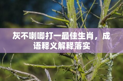 灰不喇唧打一最佳生肖，成语释义解释落实