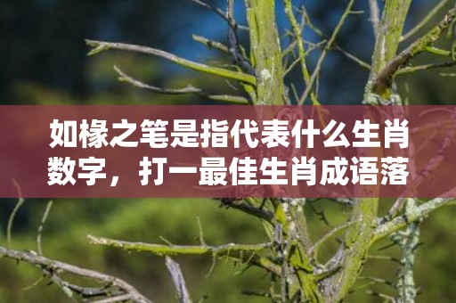 如椽之笔是指代表什么生肖数字，打一最佳生肖成语落实释义