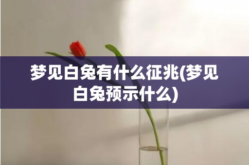 梦见白兔有什么征兆(梦见白兔预示什么)