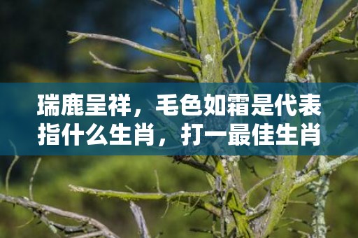瑞鹿呈祥，毛色如霜是代表指什么生肖，打一最佳生肖成语解释插图