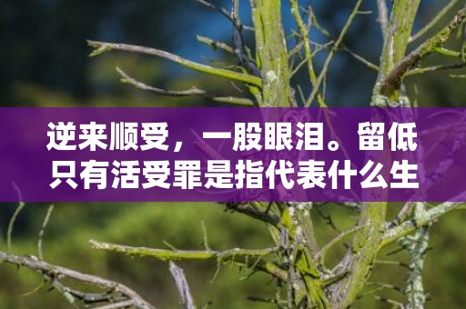 逆来顺受，一股眼泪。留低只有活受罪是指代表什么生肖，打一最佳生肖词语，成语释义解释落实