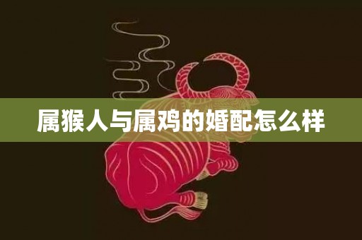 属猴人与属鸡的婚配怎么样