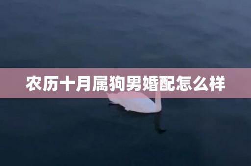 农历十月属狗男婚配怎么样