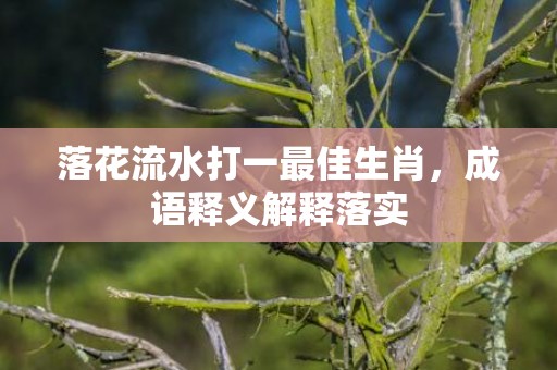 落花流水打一最佳生肖，成语释义解释落实插图