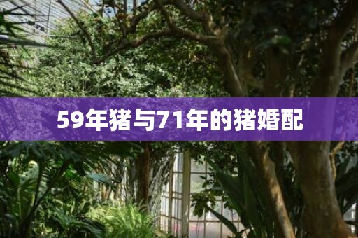 59年猪与71年的猪婚配