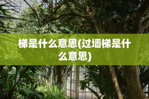 梯是什么意思(过墙梯是什么意思)