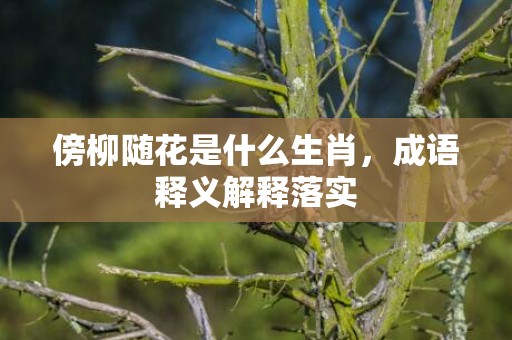 傍柳随花是什么生肖，成语释义解释落实
