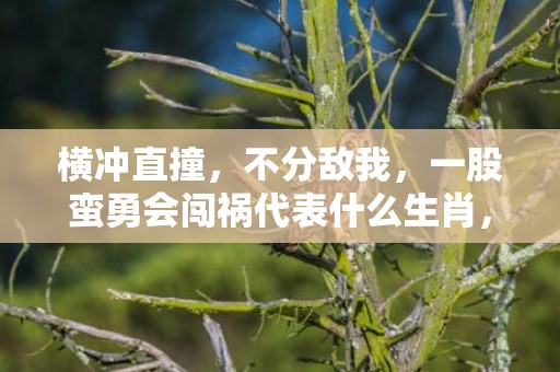 横冲直撞，不分敌我，一股蛮勇会闯祸代表什么生肖，打一最佳准确生肖词语释义落实解释