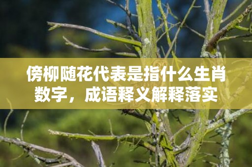 傍柳随花代表是指什么生肖数字，成语释义解释落实
