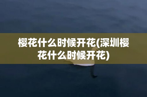 樱花什么时候开花(深圳樱花什么时候开花)