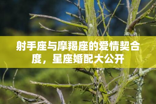 射手座与摩羯座的爱情契合度，星座婚配大公开