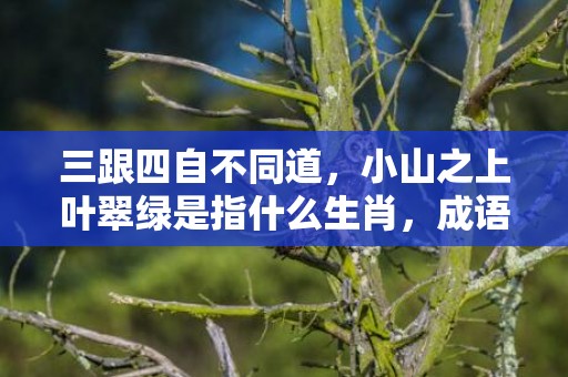 三跟四自不同道，小山之上叶翠绿是指什么生肖，成语释义解释落实插图