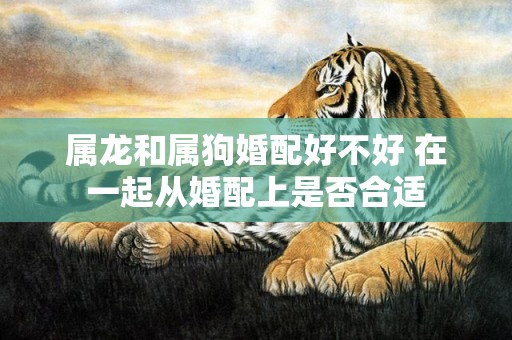 属龙和属狗婚配好不好 在一起从婚配上是否合适