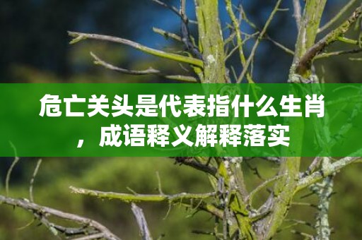 危亡关头是代表指什么生肖，成语释义解释落实
