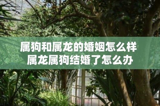 属狗和属龙的婚姻怎么样 属龙属狗结婚了怎么办