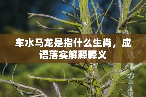 车水马龙是指什么生肖，成语落实解释释义