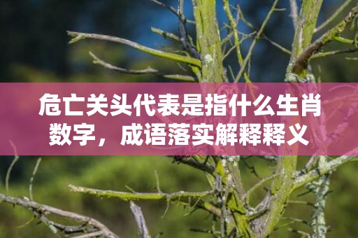 危亡关头代表是指什么生肖数字，成语落实解释释义