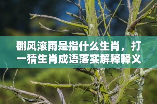 翻风滚雨是指什么生肖，打一猜生肖成语落实解释释义