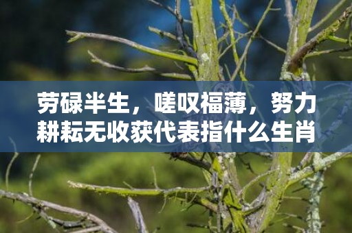 劳碌半生，嗟叹福薄，努力耕耘无收获代表指什么生肖，成语落实解释释义