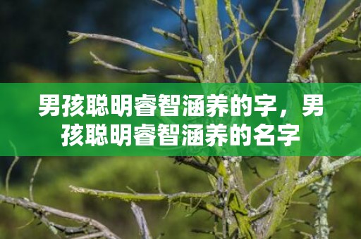 男孩聪明睿智涵养的字，男孩聪明睿智涵养的名字