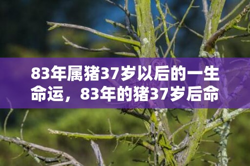 83年属猪37岁以后的一生命运，83年的猪37岁后命好是真的吗