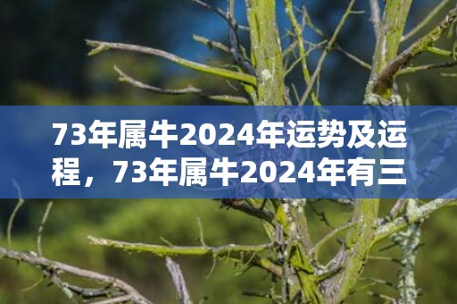73年属牛2024年运势及运程，73年属牛2024年有三喜